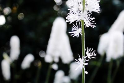 Close-up of white flowering plant