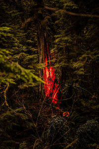 Red plants growing on land in forest