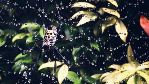 Close-up of spider web