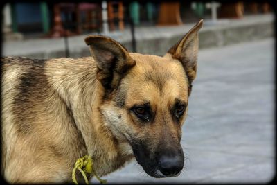 Portrait of a dog