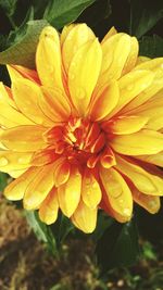 Close-up of raindrops on yellow flower