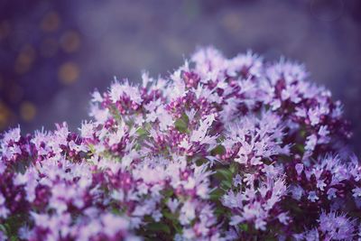 Close-up of pink cherry blossom