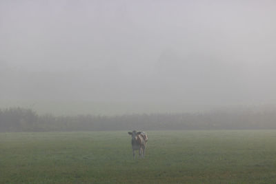 Cows in the morning mist