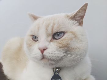 Close-up portrait of a cat