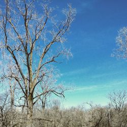 Low angle view of bare tree against clear blue sky