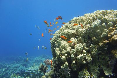 Fish swimming in sea