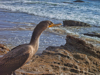 View of bird on beach