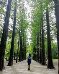 Rear view of woman walking amidst trees in forest