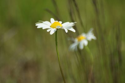 Close-up of white daisy flower