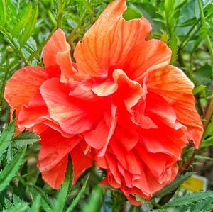 Close-up of red flower blooming outdoors