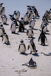 Birds on beach