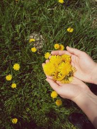 Close-up of hand holding yellow flowers in field