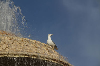 Low angle view of bird perching on tree against sky