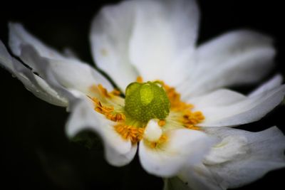 Close-up of white flower blooming against black background