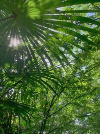 Low angle view of bamboo trees in forest