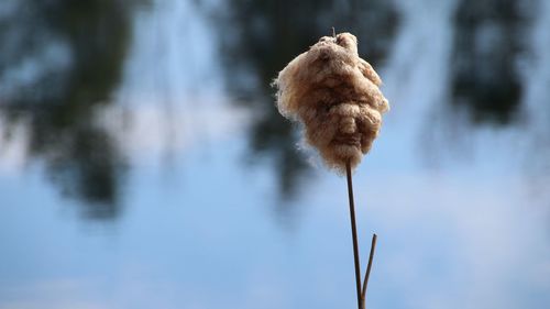 Bursting cattail 