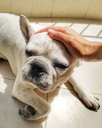 White french bulldog is laying on the terrace 