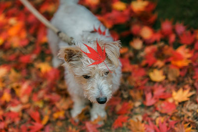 Close-up of dog against trees during autumn