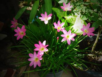 High angle view of pink flowering plants