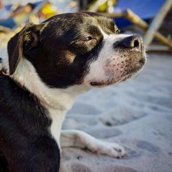 Close-up of a dog looking away