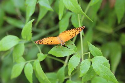 Close-up of butterfly on leaf