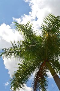 Low angle view of palm tree against cloudy sky