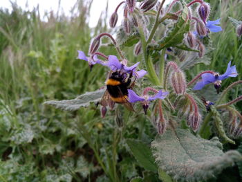 Close-up of bee pollinating on purple flower
