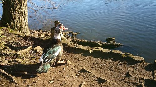 High angle view of bird perching on lake