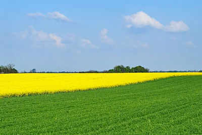 rapeseed