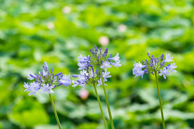 Close-up of purple flowers blooming outdoors