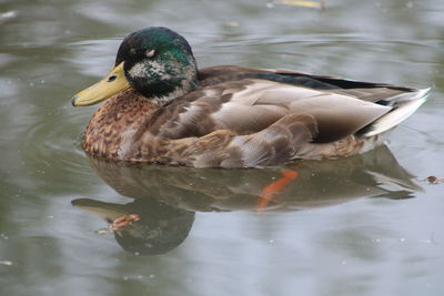 Close-up of mallard duck swimming in lake