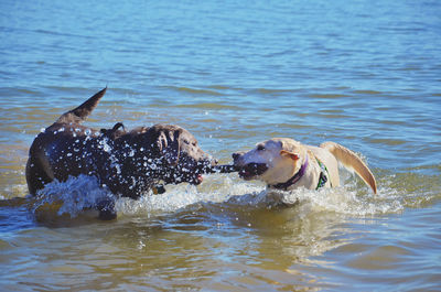 Dogs playing with stick in lake