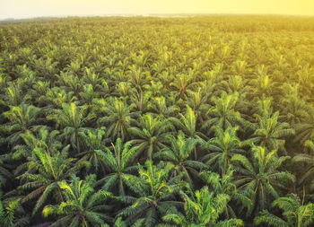 Crops growing on field against sky