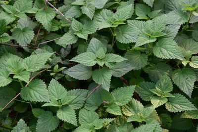 Full frame shot of leaves