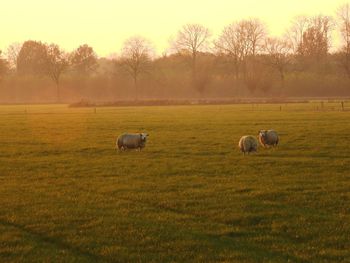 Sheep in a field