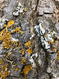 Close-up of lichen on tree trunk