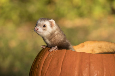 Close-up of ferret in pumpkin