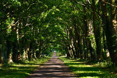 Walkway amidst trees in forest