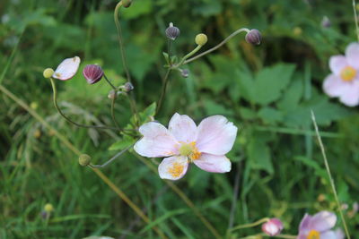 Close-up of pink flowering plant
