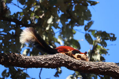 Low angle view of bird perching on branch against sky