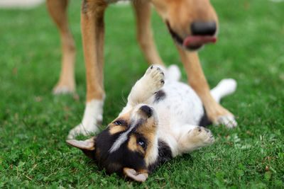 View of two dogs on grass