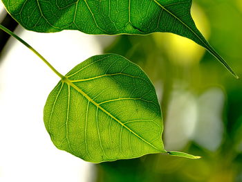 Close-up of fresh green leaves