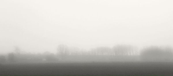 Trees in foggy weather