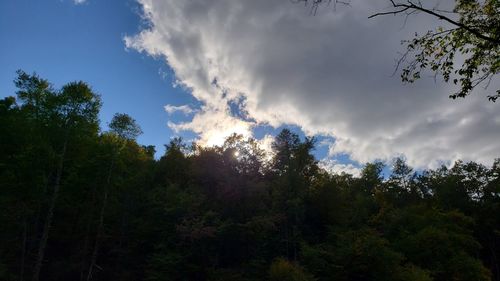 Low angle view of trees in forest against sky