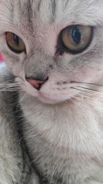 Close-up portrait of a cat