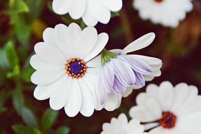 Close-up of butterfly on white flower blooming outdoors