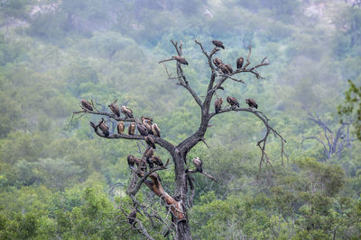 Vultures perching on dead tree in forest