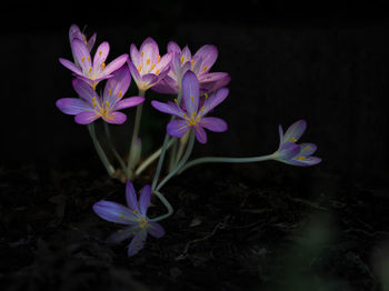 Close-up of purple flowering plant