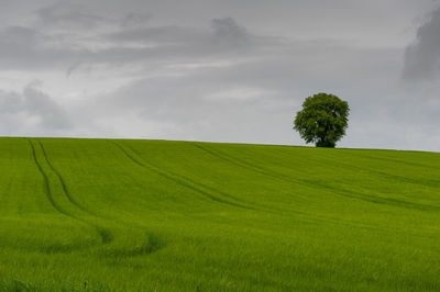 Scenic view of field against sky