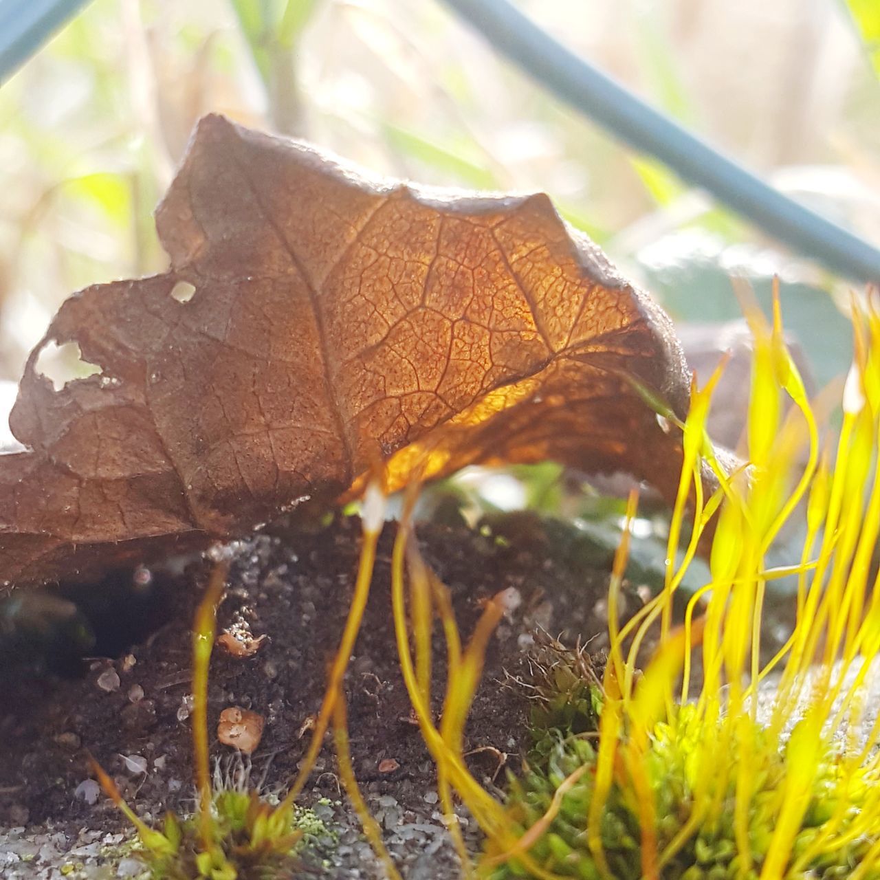 leaf, plant part, plant, nature, close-up, day, growth, no people, selective focus, dry, beauty in nature, fragility, vulnerability, land, outdoors, autumn, grass, field, tranquility, change, leaves, blade of grass, natural condition